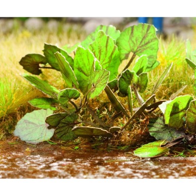 Laser-Cut minis Butterbur 18 plants Laser-Cut minis Butterbur 18 plants