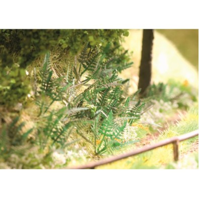 Fern, 9 plants Fern, 9 plants