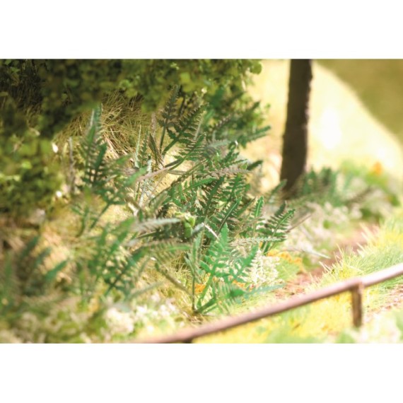 Fern, 9 plants